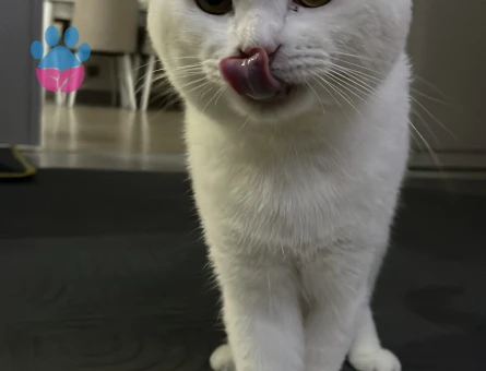 British Shorthair Erkek 1.5 yaşında
