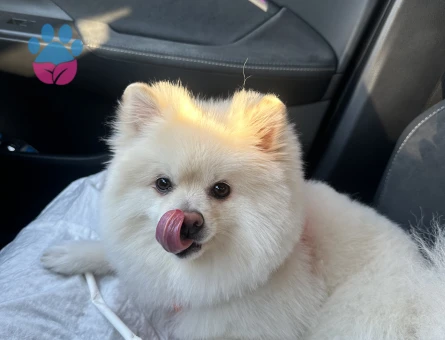 3 yaşında erkek pomerian çift arıyorum