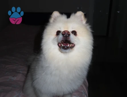 3 yaşında erkek pomerian çift arıyorum