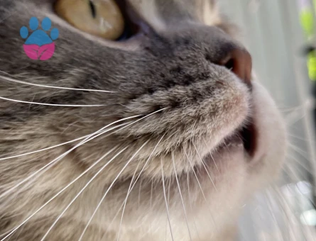 Scottish Fold Erkek Kedim İçin Sağlıklı Dişi Eş Aranıyor