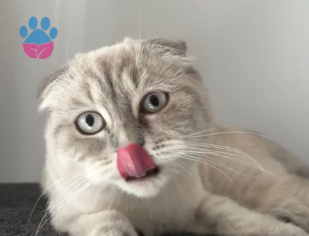 Kızımız Scottish Fold Kedimize damat arıyoruz