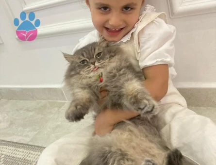 İran Kedisi Kuki 3 Yaşında Eş Arıyor