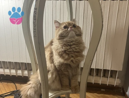 Dişi Chinchilla Eş Arıyor