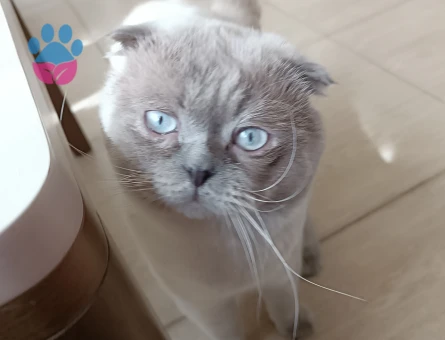 Mars oğluma eş Britsh oncelikli