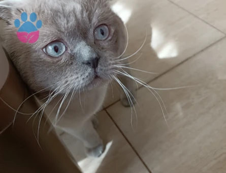 Mars oğluma eş Britsh oncelikli