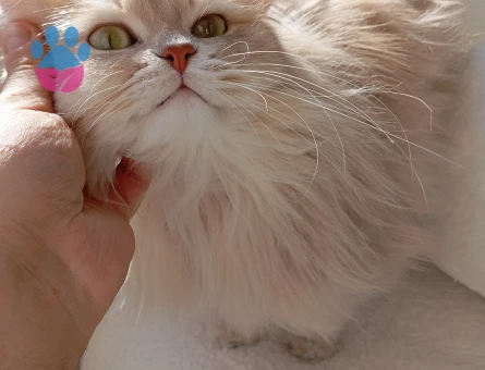 British Longhair Oğlumuza Eş Arıyoruz
