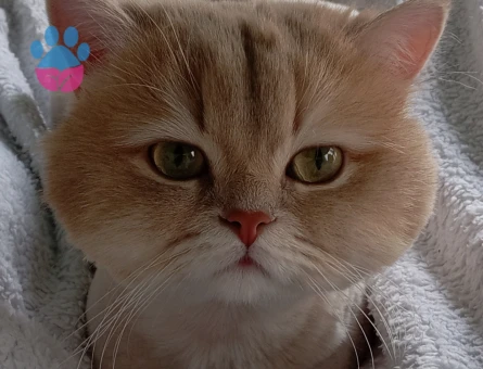 British Longhair Oğlumuza Eş Arıyoruz