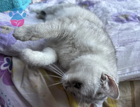 Dişi kedime eş arıyorum