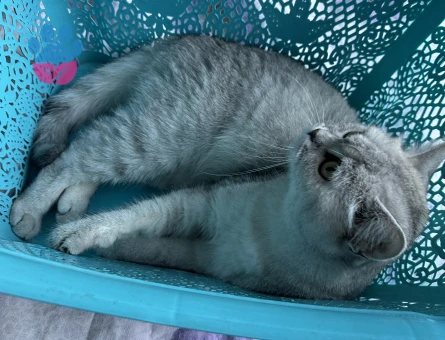 Dişi kedime eş arıyorum