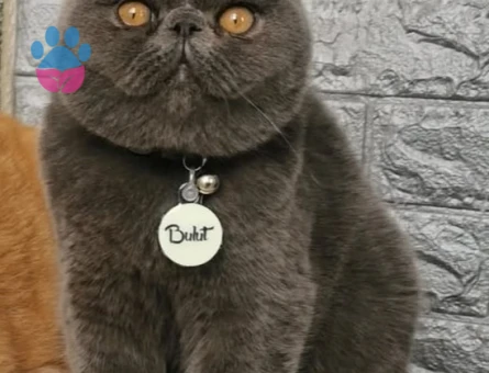 Exotic Shorthair Oğlumuz Bulut Bey'e Eş Arıyoruz 🩶