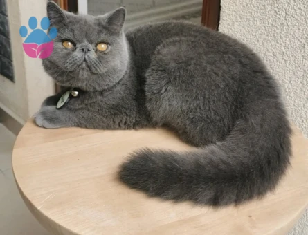 Exotic Shorthair Oğlumuz Bulut Bey'e Eş Arıyoruz 🩶