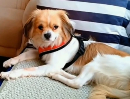 Pekinez 1 Yaşında Köpeğim Eş Arıyor - 118984019