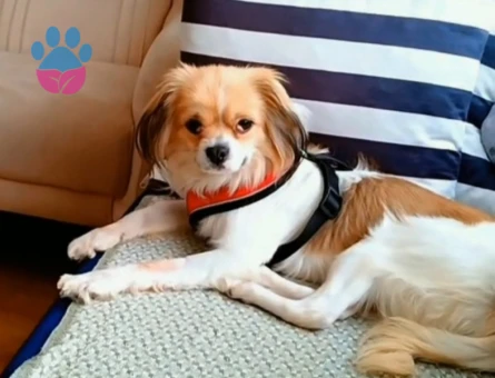 Pekinez 1 Yaşında Köpeğim Eş Arıyor