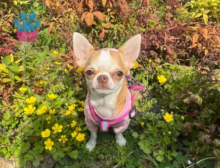Chihuahua Köpeğime Eş Arıyorum 1 Yaşında