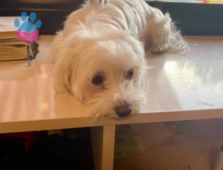 Maltese Terrier Kızıma Tatlış Eş Arıyoruz