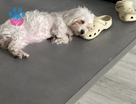 Maltese Terrier Kızıma Tatlış Eş Arıyoruz