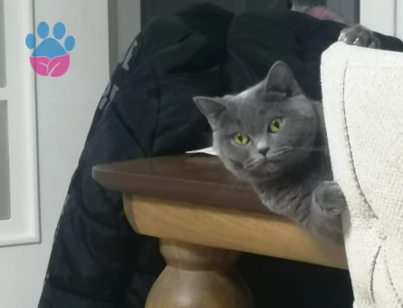 British Shorthair 1 Yaşında Eş Arıyoruz - 118984023