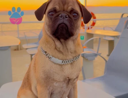 Pug Köpeğime Premium Eş Arıyoruz