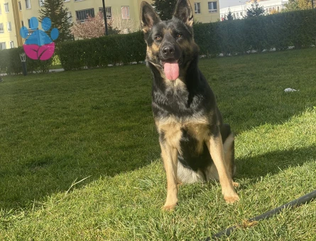Alman Kurdu 5 Yaşında Dişi Köpeğime Eş Arıyorum