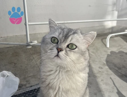 British Shorthair Avi Dişi partnerini arıyor