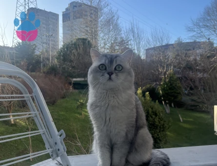 British Shorthair Avi Dişi partnerini arıyor