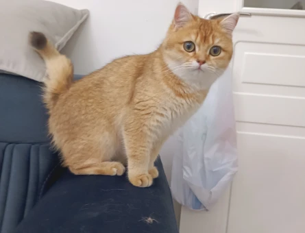 Brithish Golden shorthair kızıma eş arıyorum - 118984032