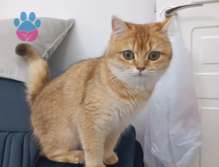 Brithish Golden shorthair kızıma eş arıyorum