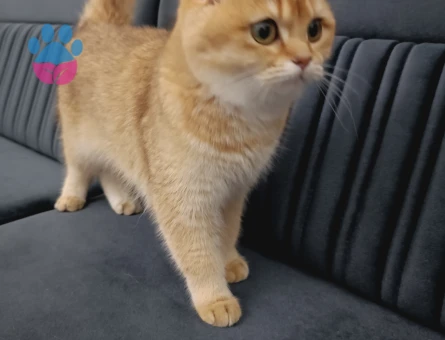 Brithish Golden shorthair kızıma eş arıyorum