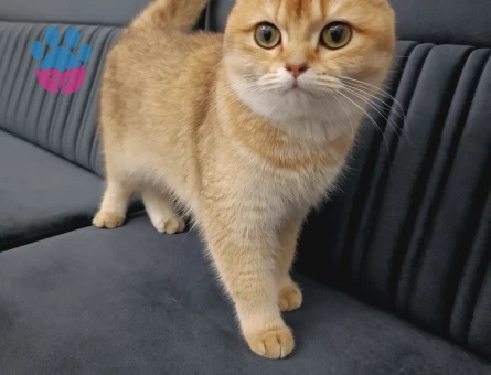Brithish Golden shorthair kızıma eş arıyorum