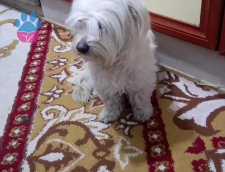 Maltese Terrier Oğluma Eş Arıyorum
