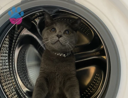 British Shorthair 1 Yaşında Eş Arıyor