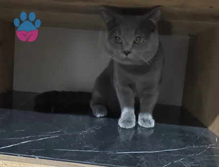 British Shorthair 1 Yaşında Eş Arıyor