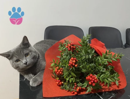 British Shorthair 1 Yaşında Eş Arıyor