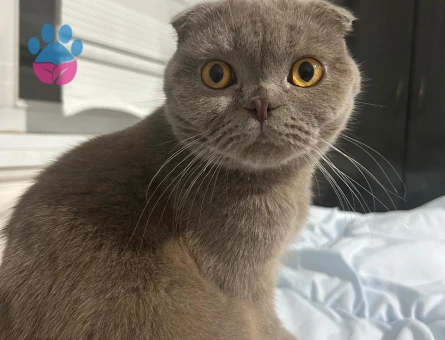 Scotish Kızıma Eş arıyorum