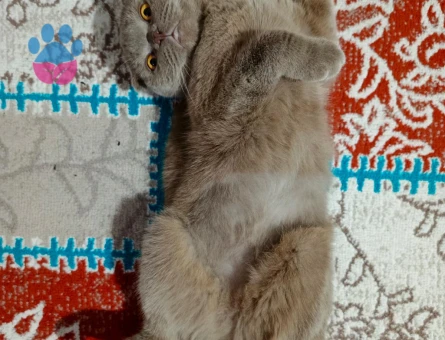 Scotish Kızıma Eş arıyorum