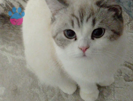 Dişi kedime eş arıyorum