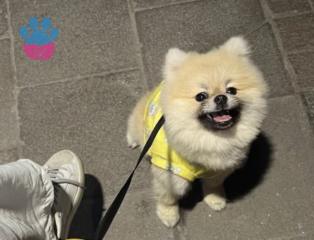 Poomeranian Boo 1 Yaşında Köpeğim Eş Arıyor