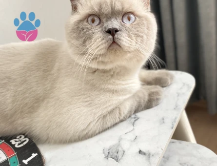 British Shorthair 1 Yaşında Eş Arıyoruz