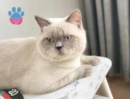 British Shorthair 1 Yaşında Eş Arıyoruz