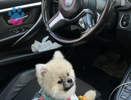 Poomeranian Boo 1 Yaşında Köpeğim Eş Arıyor