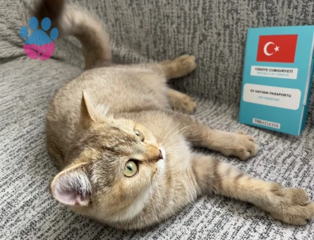 Van ipekyolu British Shorthair Kedim Eş Arıyor - 118984342
