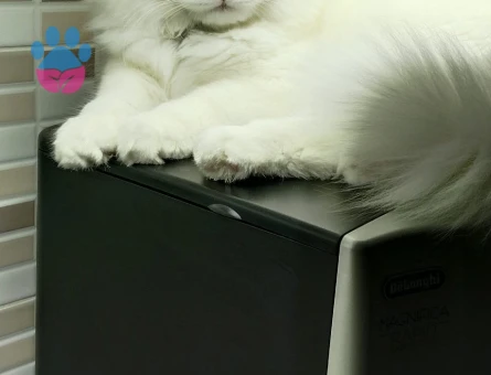 1 Yaşında Erkek British longhair Kızgınlıkta - 118984343