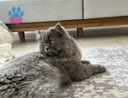 1 Yaşında British Longhair Kızgınlıkta - 118984344