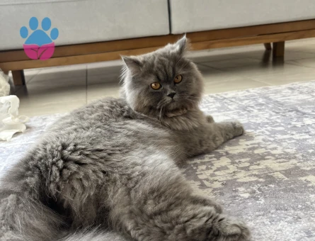 1 Yaşında British Longhair Kızgınlıkta