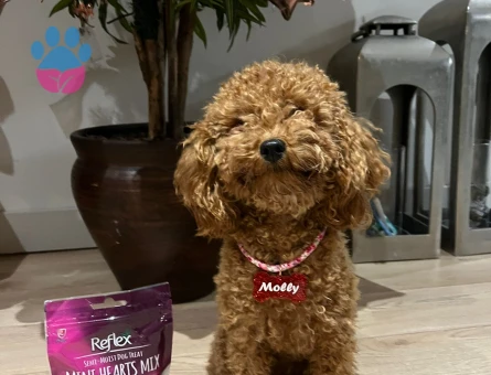 Toy Poodle Kızımıza Acil Eş Aranıyor - 118984345