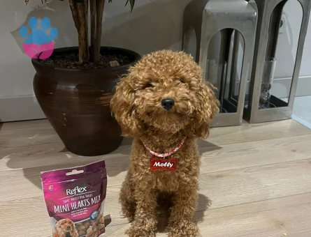 Toy Poodle Kızımıza Acil Eş Aranıyor