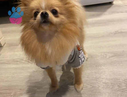 1 Yaşında Pomeranian Boo Köpeğim Eş Arıyor