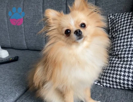1 Yaşında Pomeranian Boo Köpeğim Eş Arıyor