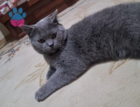 british shorthair 9 aylık erkek eş arıyoruz