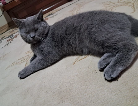 british shorthair 9 aylık erkek eş arıyoruz - 118984347